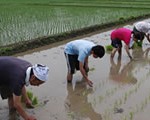 田植えの様子